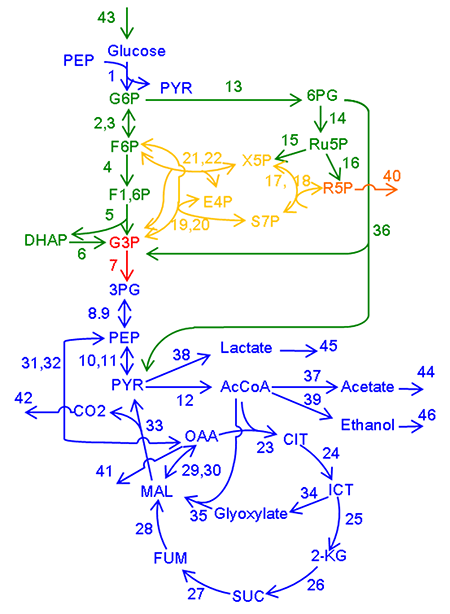 バクテリア（大腸菌）の中心代謝系の反応ネットワーク図
