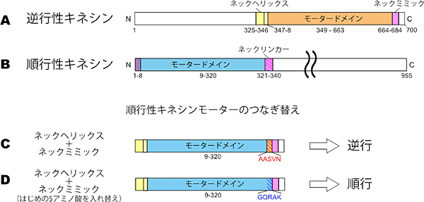 分子モーターの「バックギア」を解明