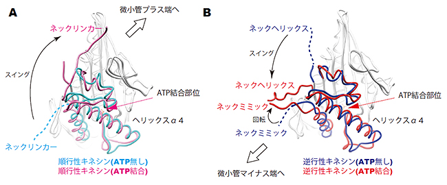 順行性キネシンと逆行性キネシンのモータードメインのATP結合に伴う構造変化の図