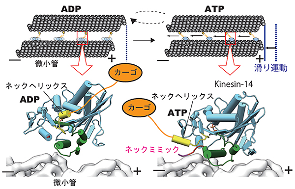 逆行性キネシンの動作メカニズム図
