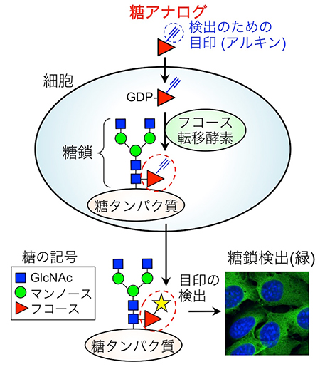 代謝ラベル法による糖鎖の検出の図