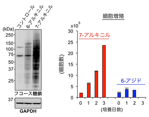 7-アルキニルフコースを用いたフコース糖鎖の検出感度と細胞毒性の図