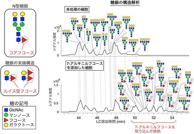 糖鎖中の主なフコースの位置と7-アルキニルフコースが主に取り込まれる位置の図