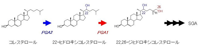 同定したSGAの生合成経路と遺伝子の関係の図