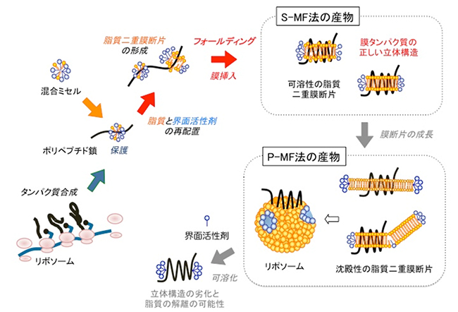 無細胞膜タンパク質合成P-MF(沈殿性膜断片)法、S-MF(可溶性膜断片)法の概念図の画像