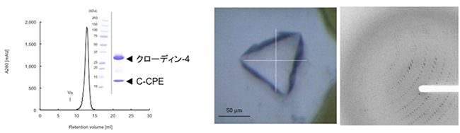 ヒト由来クローディン−4のS-MF法による大量調製と結晶化の図