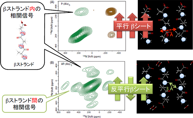 14N/14N相関NMRスペクトルと平行・反平行βシート構造の図