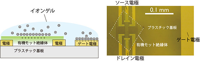 有機モット転移トランジスタの模式図と光学顕微鏡写真の図