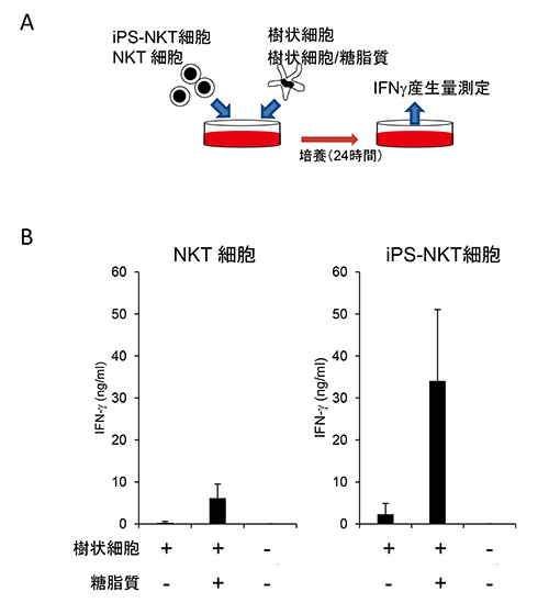 iPS-NKT細胞の試験管内でのIFN-γ産生能の図