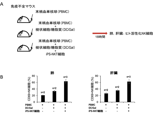 マウスの生体内でのiPS-NKT細胞によるアジュバント効果の図