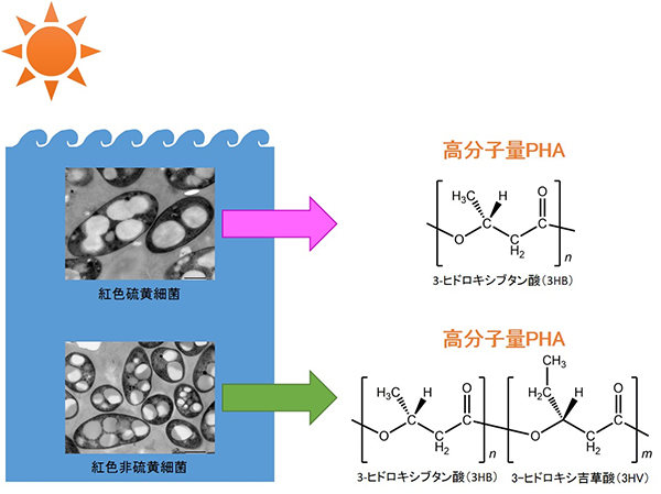 海洋性の光合成細菌による高分子量PHAの生産の図