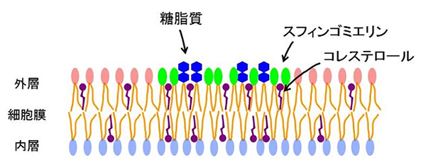 脂質ラフトの模式図の画像