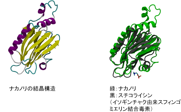 ナカノリとスチコライシンの結晶構造図