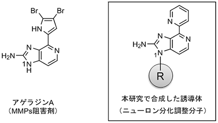 アゲラジンAとその誘導体の図