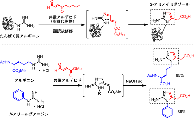 新しい2-アミノイミダゾール合成法の開発の図