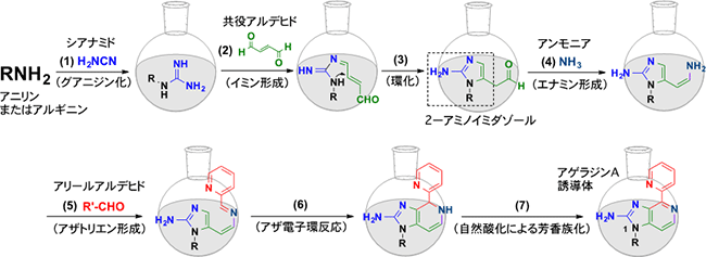 アゲラジンA誘導体のワンポット合成の図