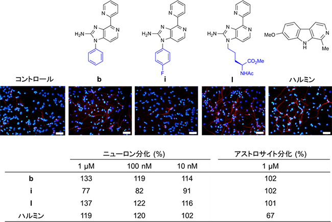 アゲラジンA誘導体のニューロンおよびアストロサイトへの分化誘導の図
