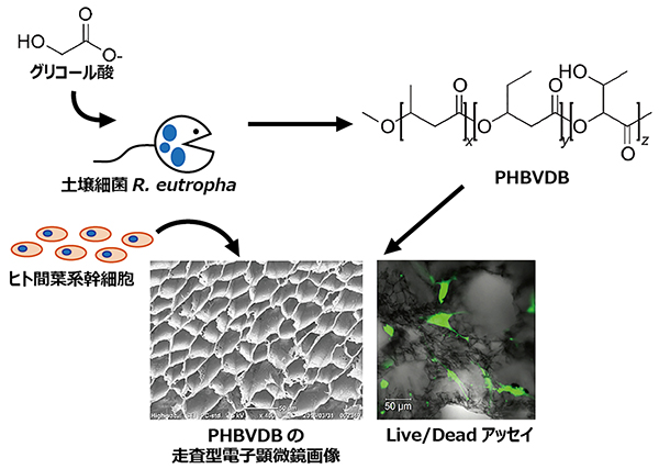 土壌細菌による新しいPHA（PHBVDB）の生産の図