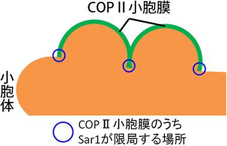 COPⅡ小胞膜のうちSar1が限局する場所の模式的の図