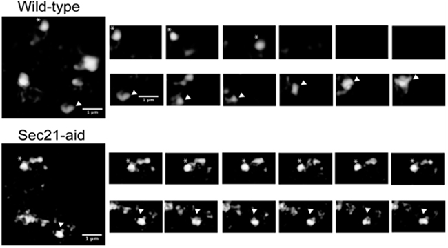 COPⅠ被覆タンパク質を分解した出芽酵母株におけるゴルジ槽運動の阻害の図
