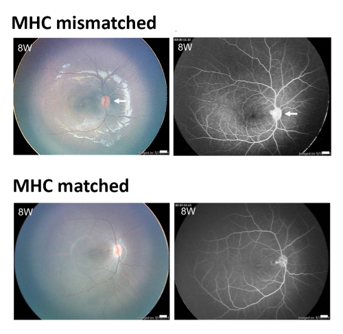 photos after ips-rpe cell transplant in monkey eyes