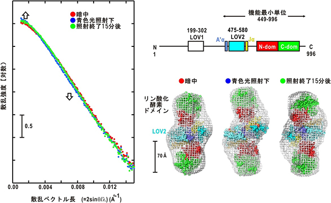 フォトトロピン1最小機能単位のＸ線小角散乱プロファイルと予測された構造モデルの図