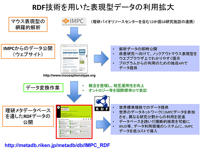 本研究成果の概要図の画像