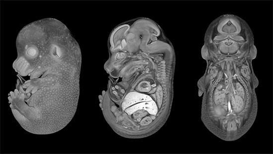 マウスE14.5日胚micro-CTイメージング（ボリュームレンダリング）の図