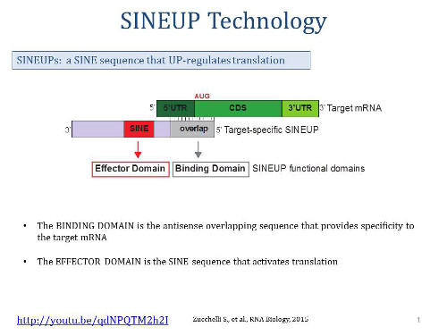 slide explaining SINEUP technology