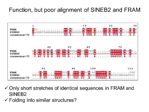 comparison of mouse SINEB2 and human FRAM