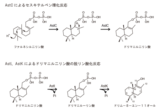 セスキテルペン（ドリム-8-エン-11オール）の新規生合成経路の図