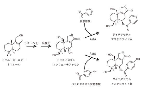 セスキテルペンのエステル修飾によるアステロライドの生合成の図