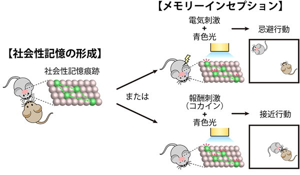 社会性記憶痕跡とメモリーインセプションの図