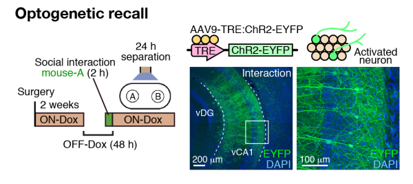 optogenetic recall of social memory engrams