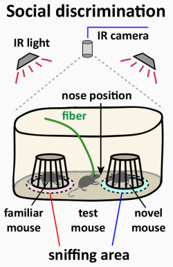 schematic of the social discrimination task