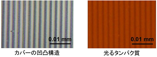 カバーの凹凸構造と光るタンパク質の写真の画像