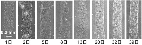 筋芽細胞の区画内培養の写真の画像