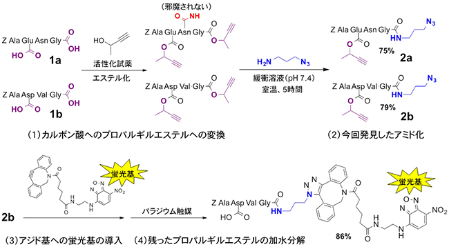 新しいアミド化反応によるペプチド末端への選択的な蛍光標識の図