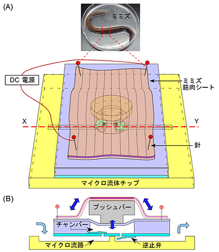 ミミズポンプの構造と送液原理の図