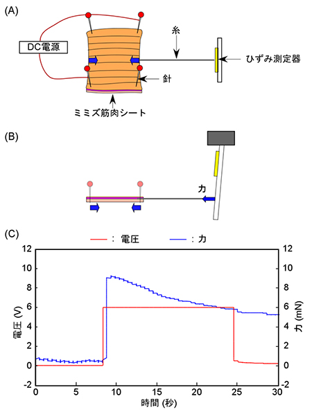 ミミズ筋肉シートの機械的特性の測定の図