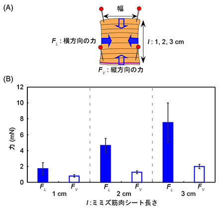 ミミズ筋肉シートの方向と長さによる収縮力の違いの図