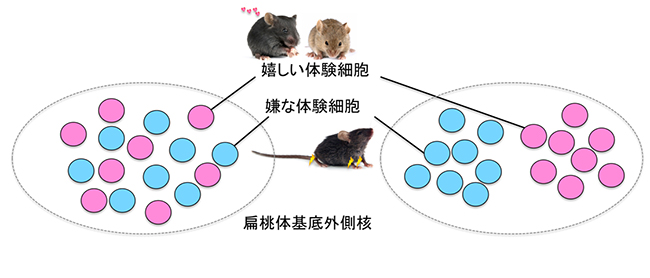 嬉しい体験と嫌な体験に対応する神経細胞の存在領域の図