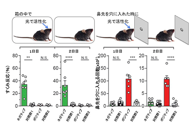 嬉しい体験細胞群と嫌な体験細胞群の活性化の図