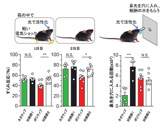 嬉しい体験細胞と嫌な体験細胞は互いに抑制するの図