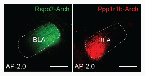 fluorescence imaging - negative and positive memories separated in the amygdala