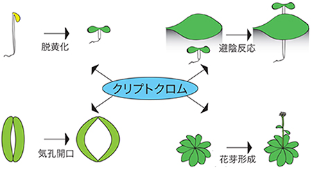 青色光受容体クリプトクロムが制御する生理応答の図