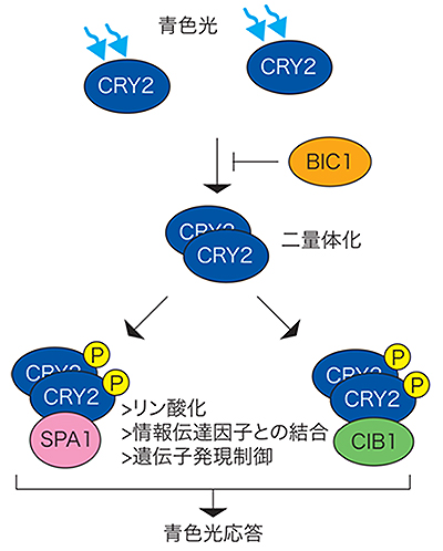 クリプトクロムの青色光応答の制御モデル図