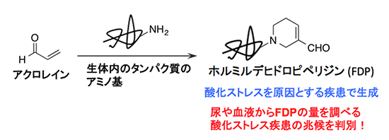 生体内でのホルミルデヒドロピペリジン（FDP）の生成の図