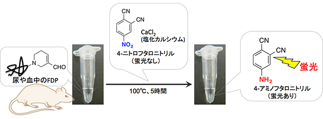 4-ニトロフタロニトリルから蛍光性の4-アミノフタロニトリルへの還元反応の図