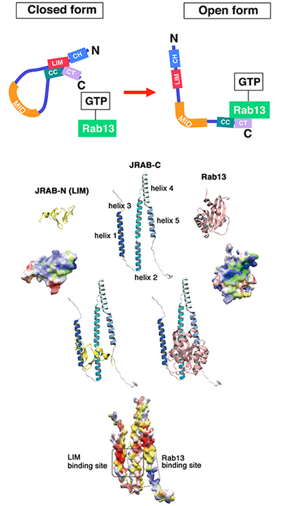 JRABの構造変化とバイオインフォマティクスによるモデリングの図